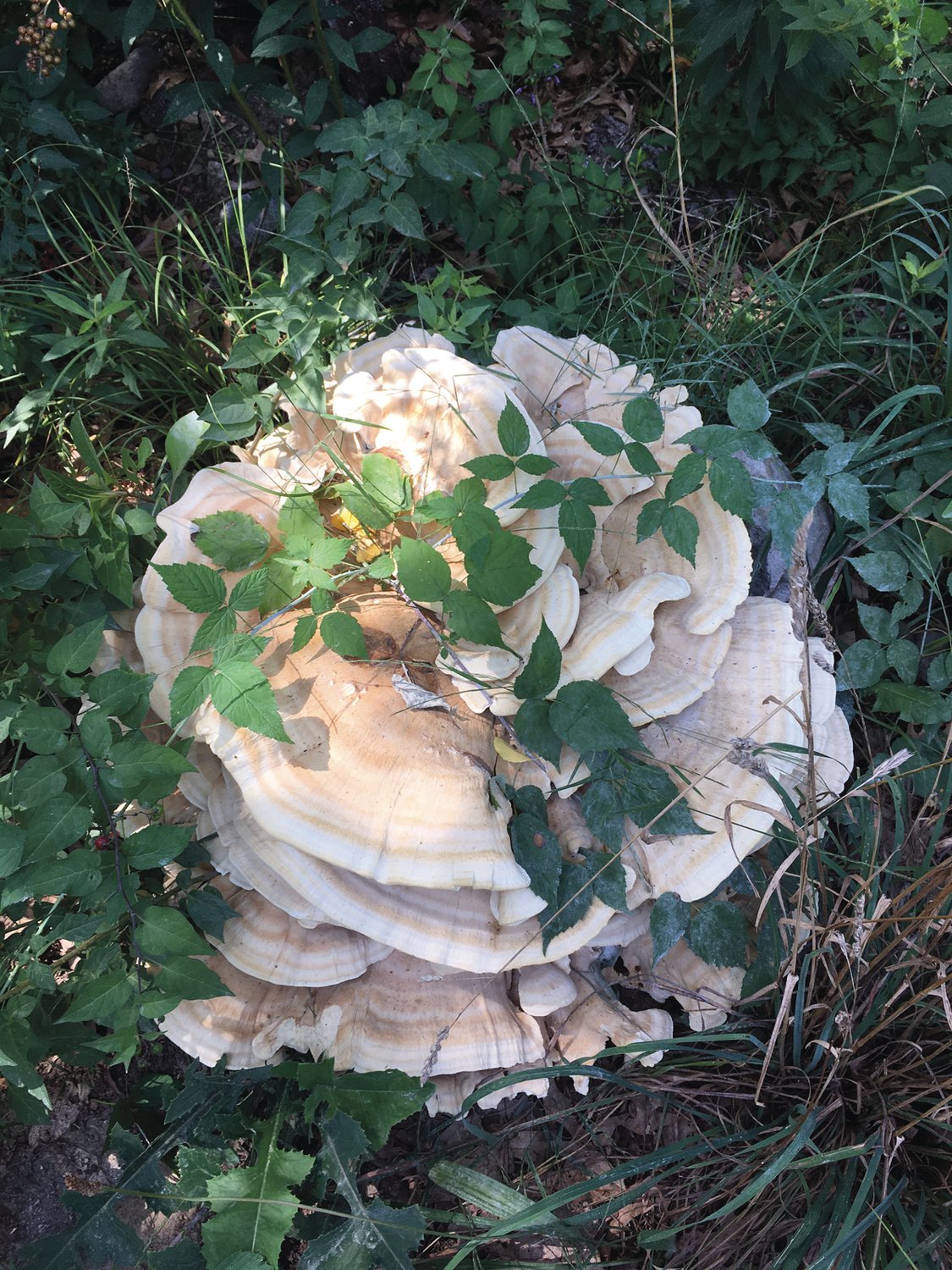 Berkeley’s Polypore mushroom